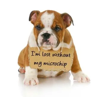 microchip-sign-on-dog_0.jpg