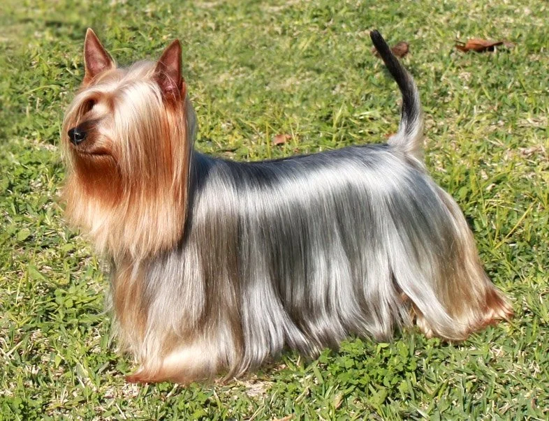 Shiny Fur Secrets: Tips to enhancing your dog’s hair health