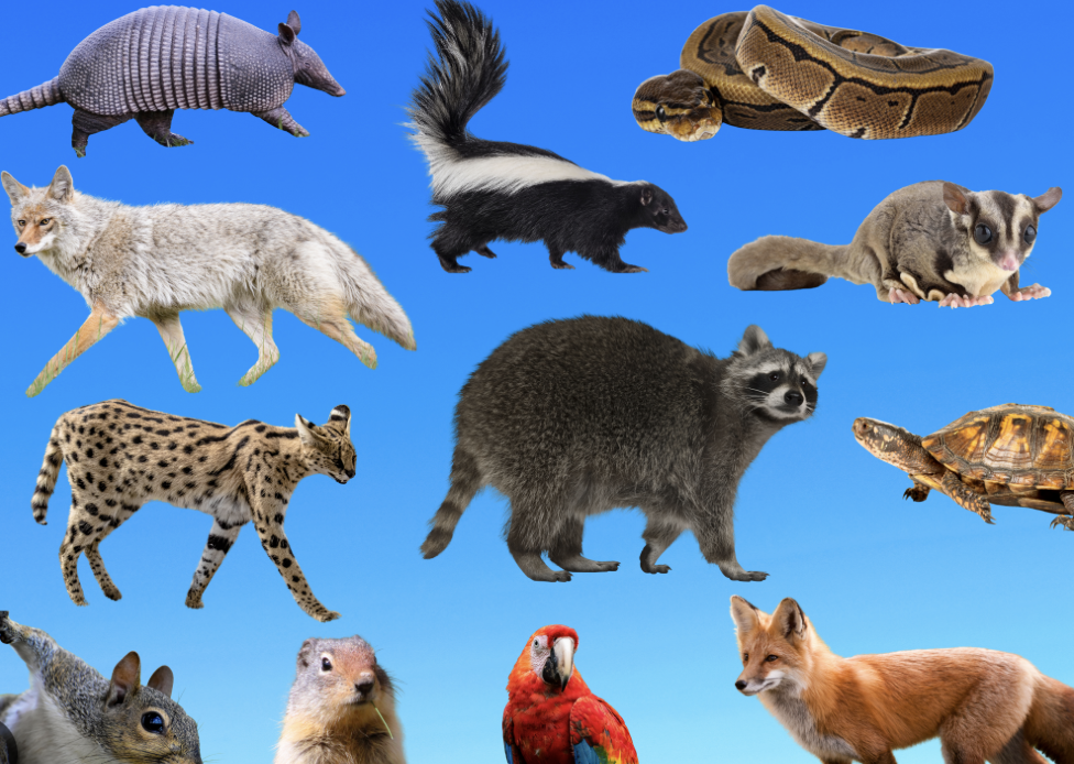 Coyotes, Foxes, and Raccoons (Oh My!): Keeping Your Pets Safe from Denver’s Urban Wildlife