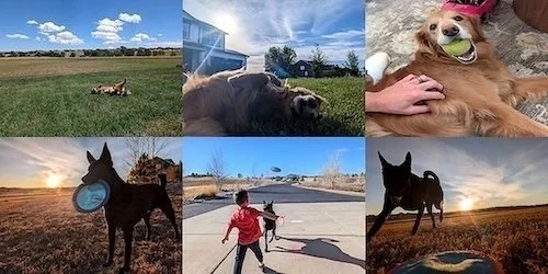 Beyond the Kennel: Introducing Boutique In-Home Boarding for Your Denver Pets