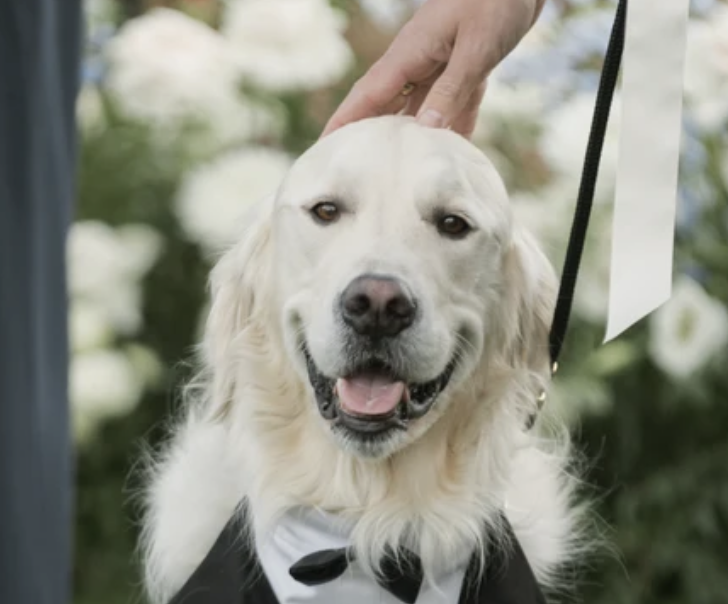 Pet Sitting for Weddings in Denver: How to Include Your Dog on Your Big Day (Without the Stress)