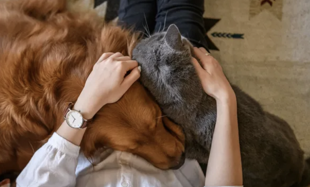 Overnight Pet Sitting vs. Drop-In Visits: Which Is Right for Your Pet?
