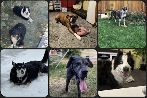 A collage of happy dogs enjoying a residential home environment, including lounging on rugs with toys, playing in a fenced backyard, and resting in the snow