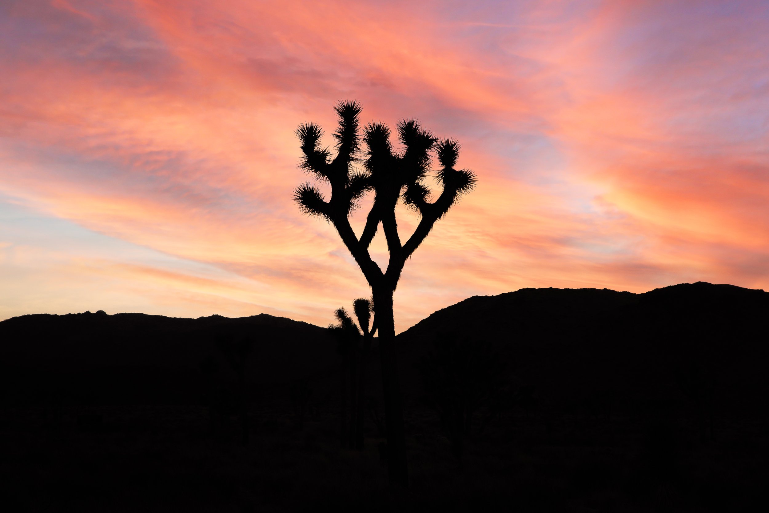 63-JoshuaTree63.jpg