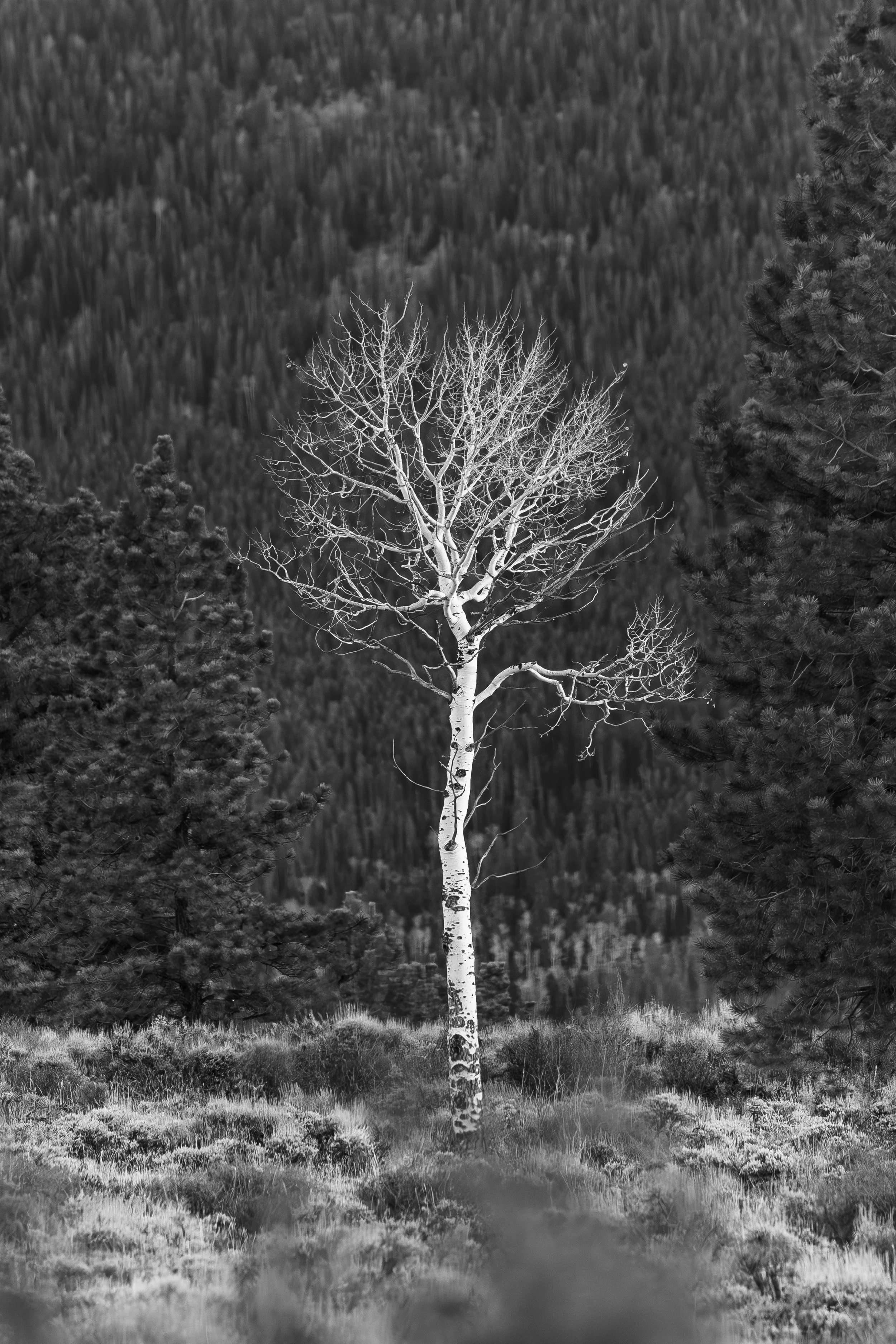 01 - Winter - 01.jpg