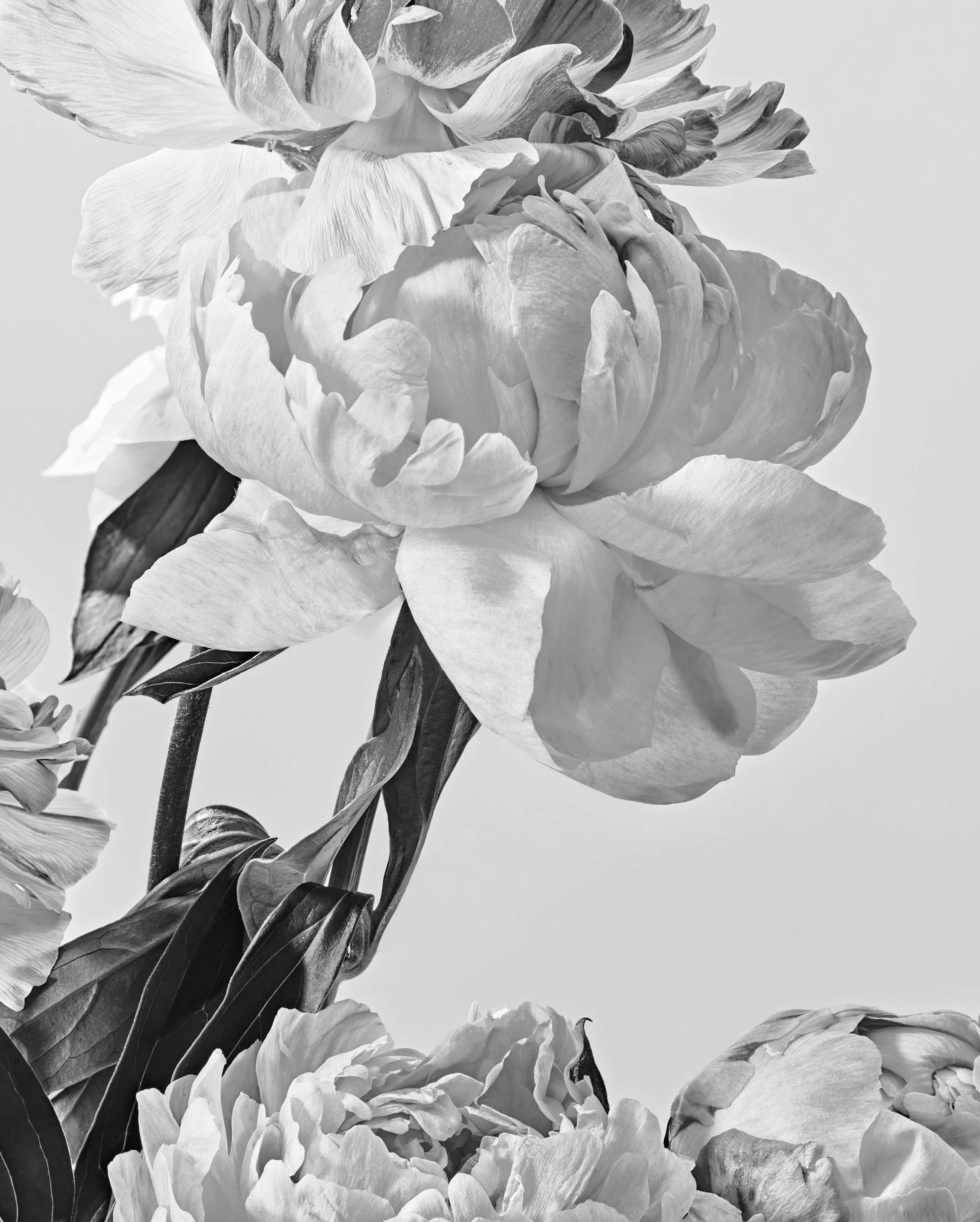 peonies bw darker.jpg