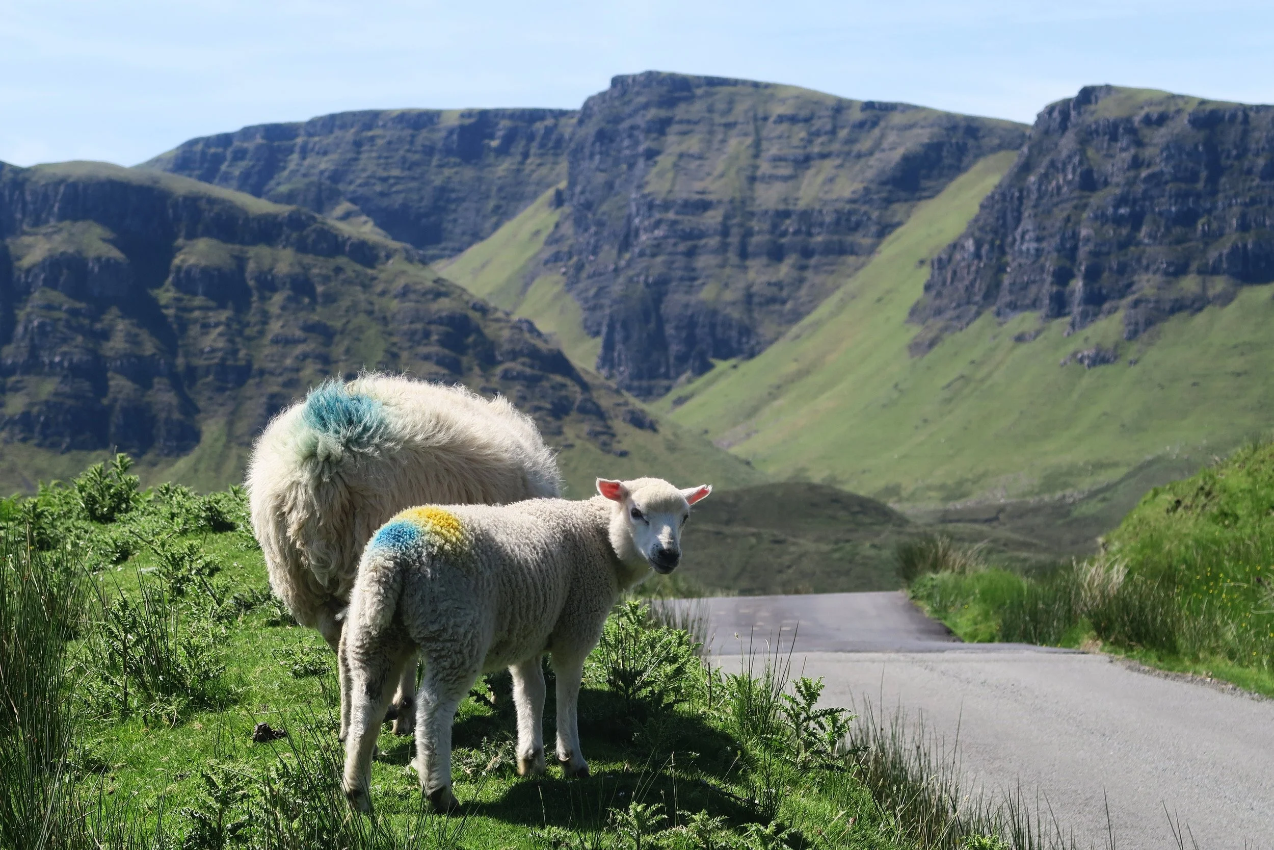 Scotland Has My Heart