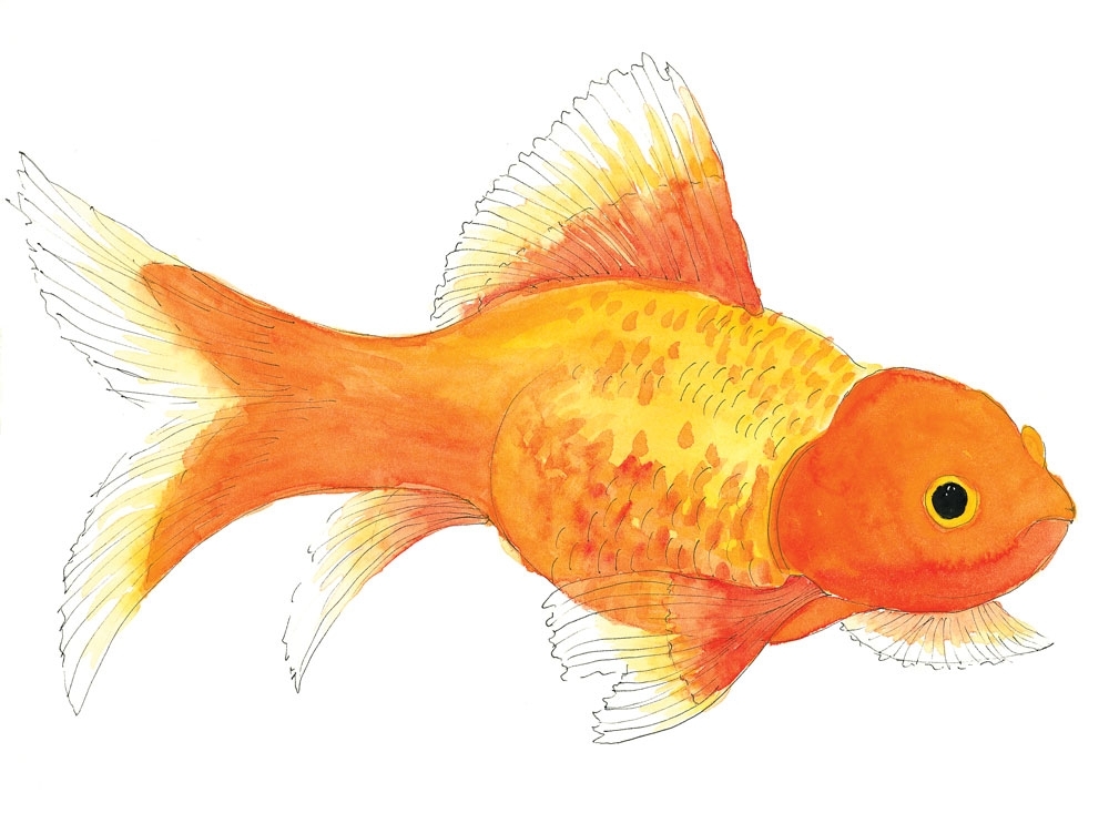 Golden Fish/ Золотая Рыбка