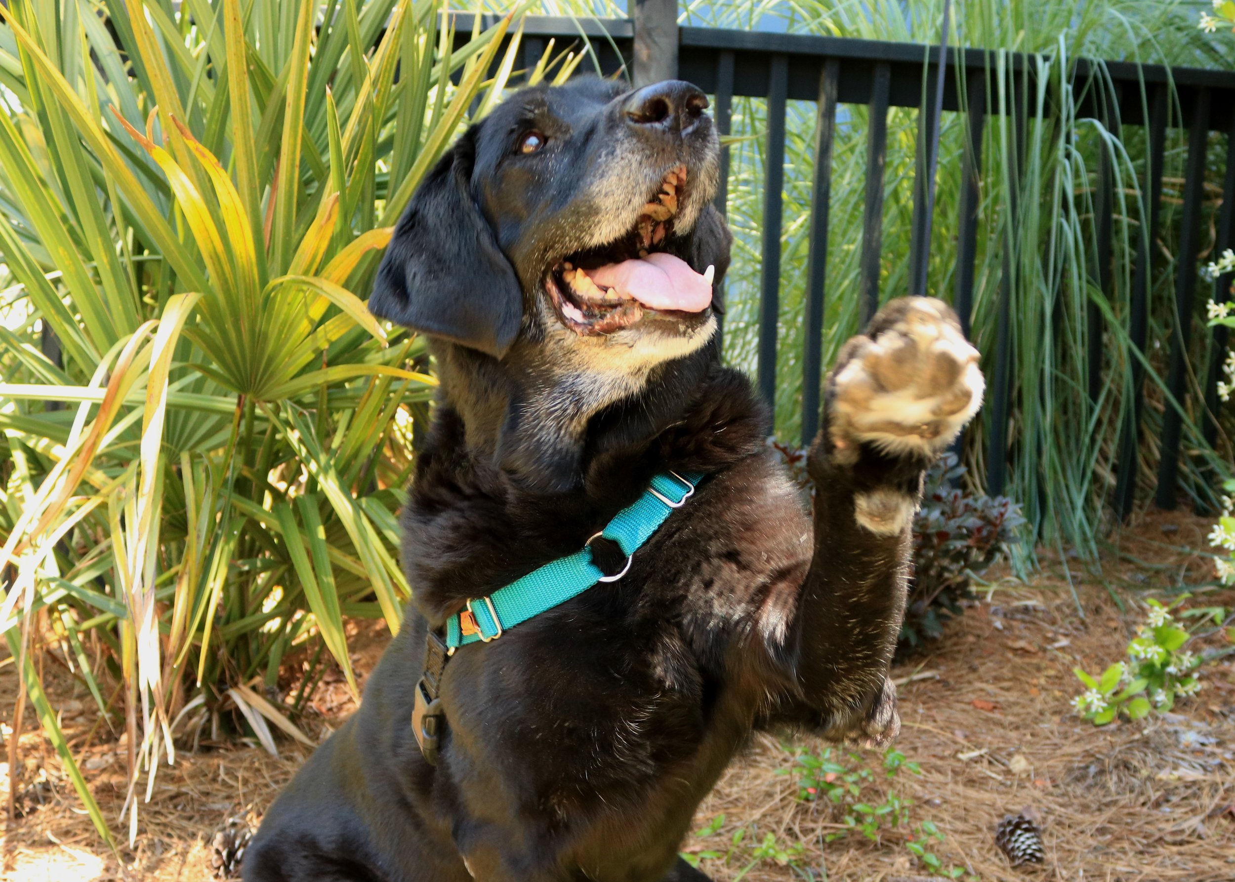 Lowcountry Lab Rescue