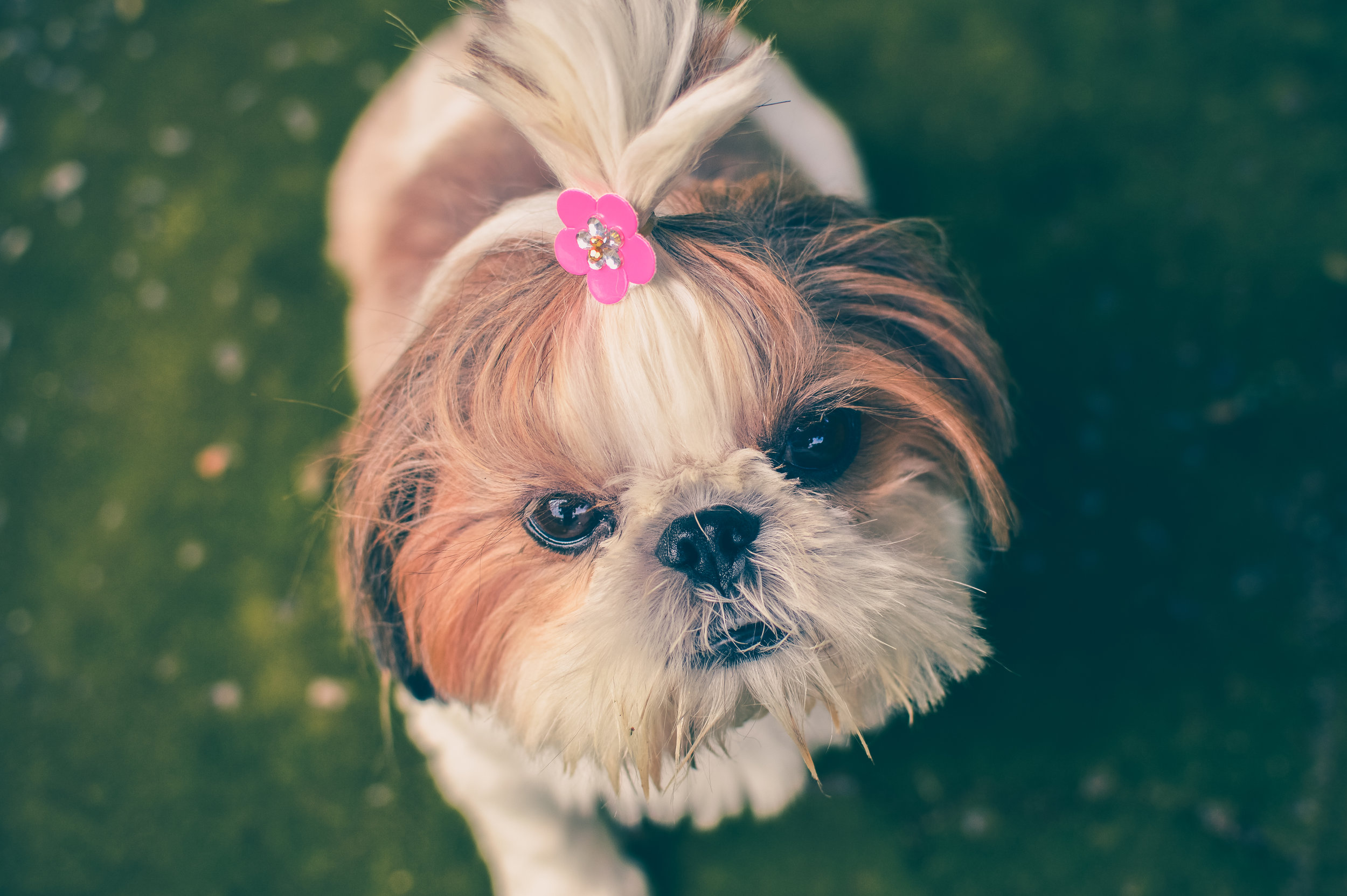 Knowing Your Dog’s Coat and Proper Grooming