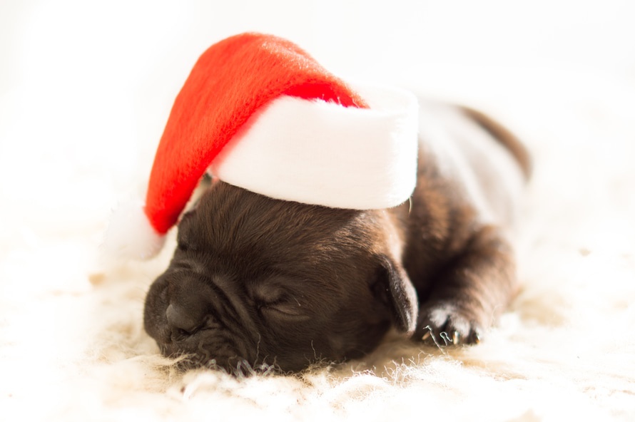 Holiday Travel with Your Pet!