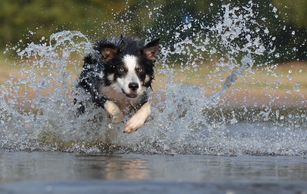 Dog Park Safety 101