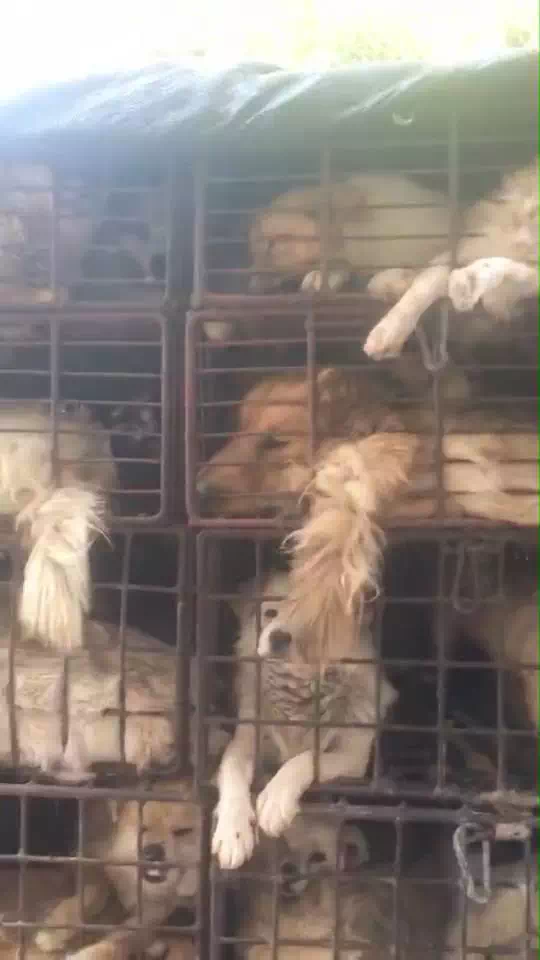 A Look Inside a Cruel Tradition- Dog Meat Festival in Yulin