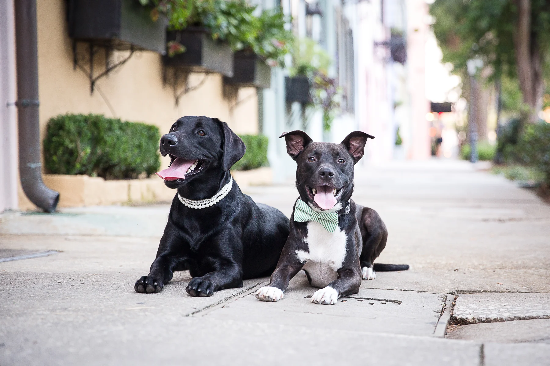 2017 WINNERS STOUT and ANNIE (1 vote difference) Photo by Southern Vintage Photography