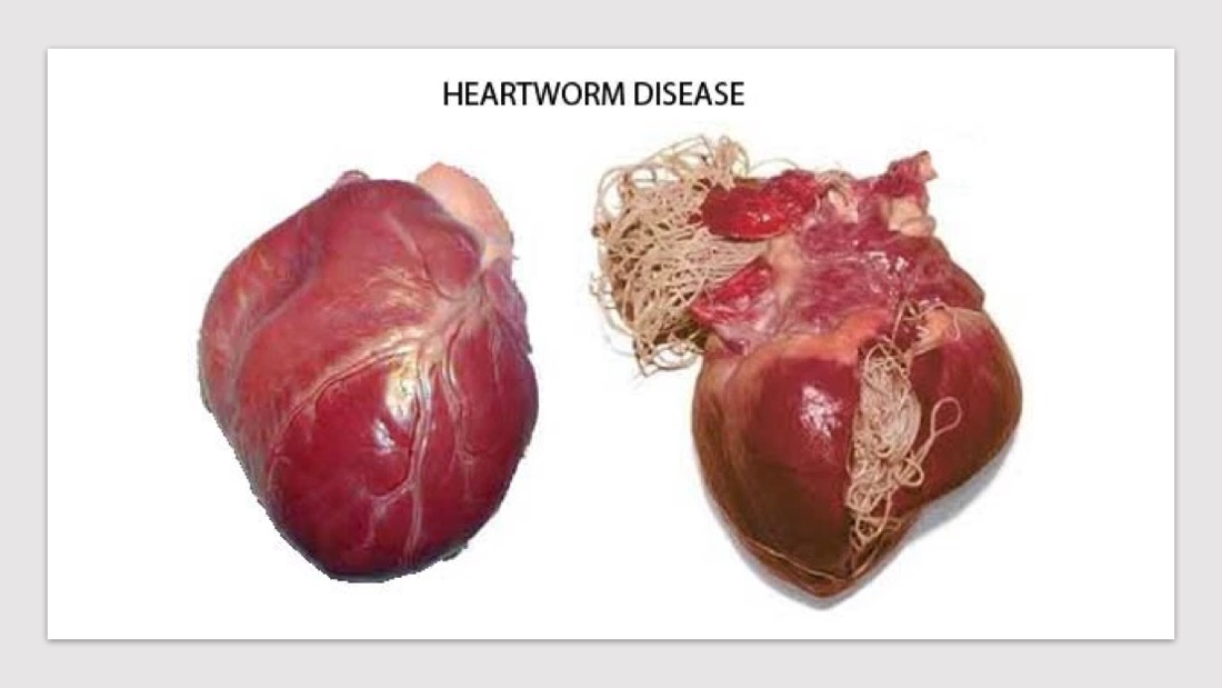 Heartworm-disease.jpg