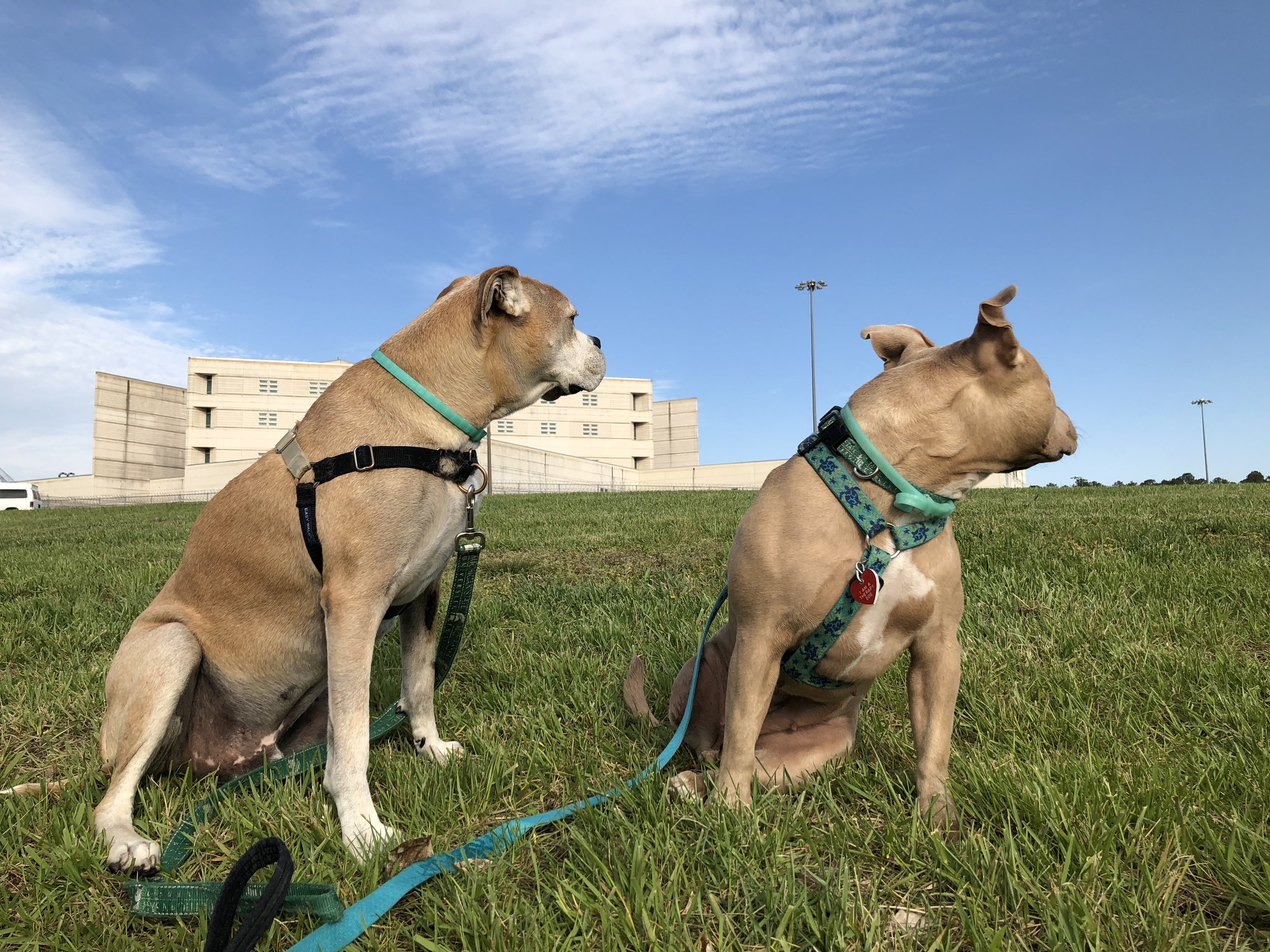 Therapy Dogs Visiting Inmates