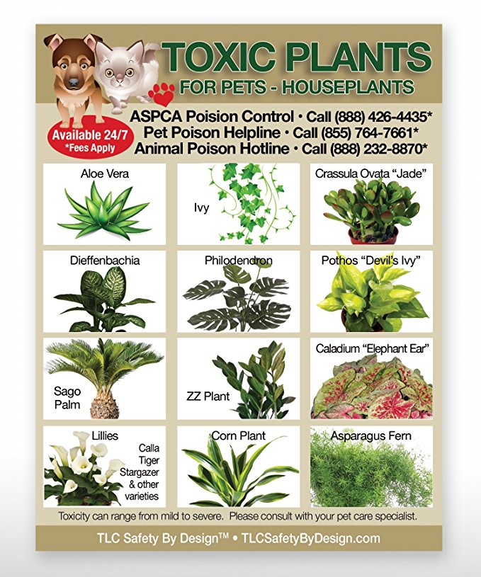 aspca list of toxic plants for dogs