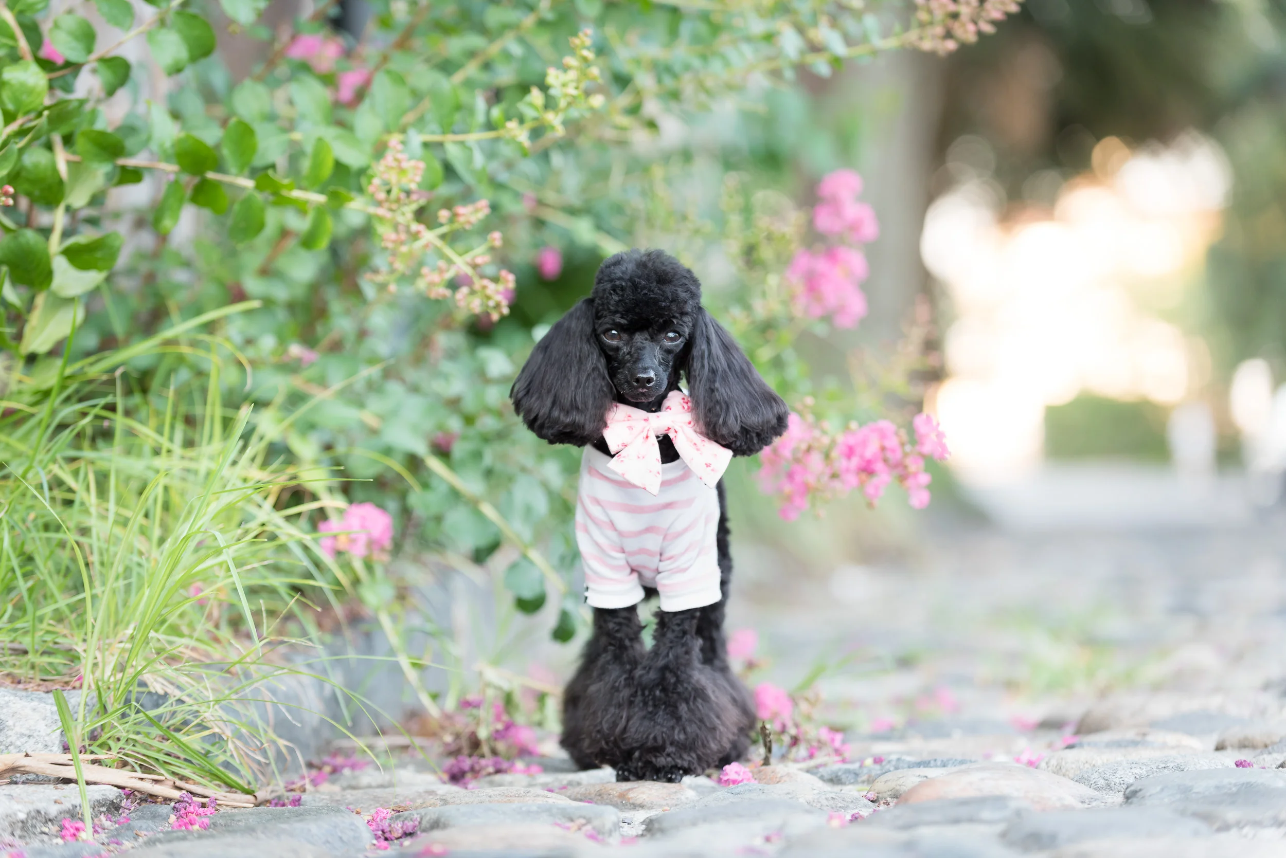 2018 Winner, Gia did her photo shoot downtown. Photo by Southern Vintage Photography