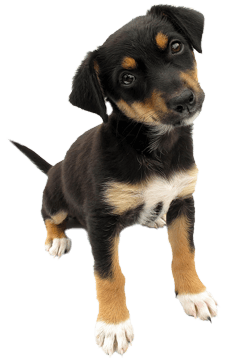 59-dog-png-image.png
