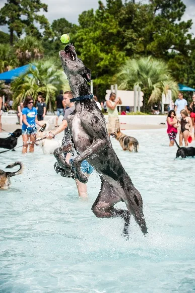 Lowcountry Dog Magazine will have their photographers there on Sunday at Whirlin Waters, your pup may be featured in a future issue of Lowcountry Dog!