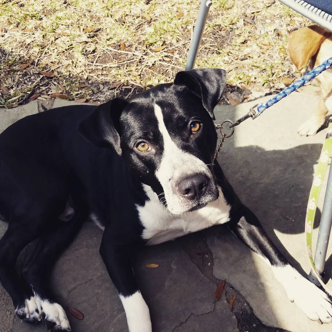 Happy Face in early 2016. Ember, the niece of Eunoia’s founder Alicia Williams, named this sweet boy Happy Face after he was pulled from a high kill shelter originally