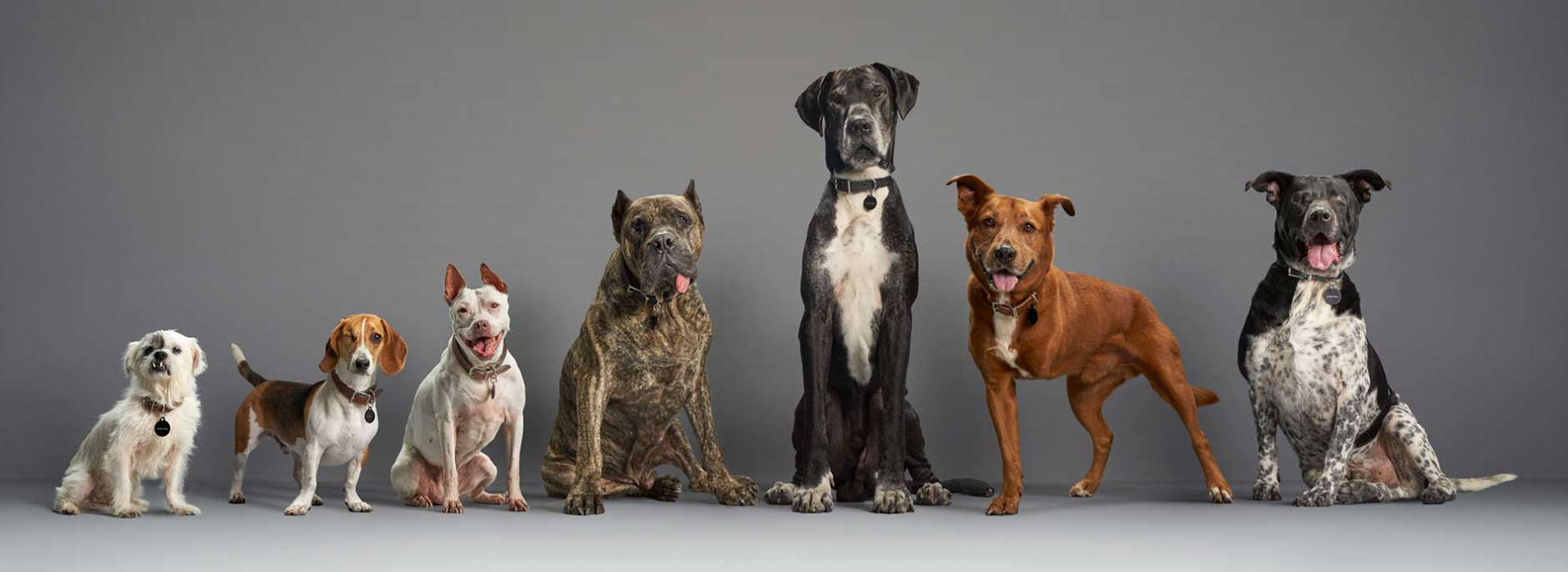 Subaru Uses Some Lowcountry Dogs for a National Campaign!