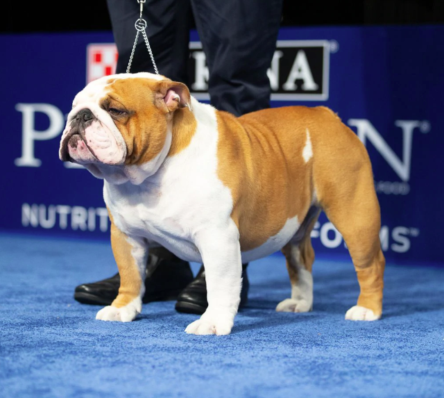 A beefy bulldog named Thor hammers the competition to win National Dog Show