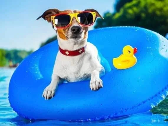 Lowcountry Dog Days of Summer