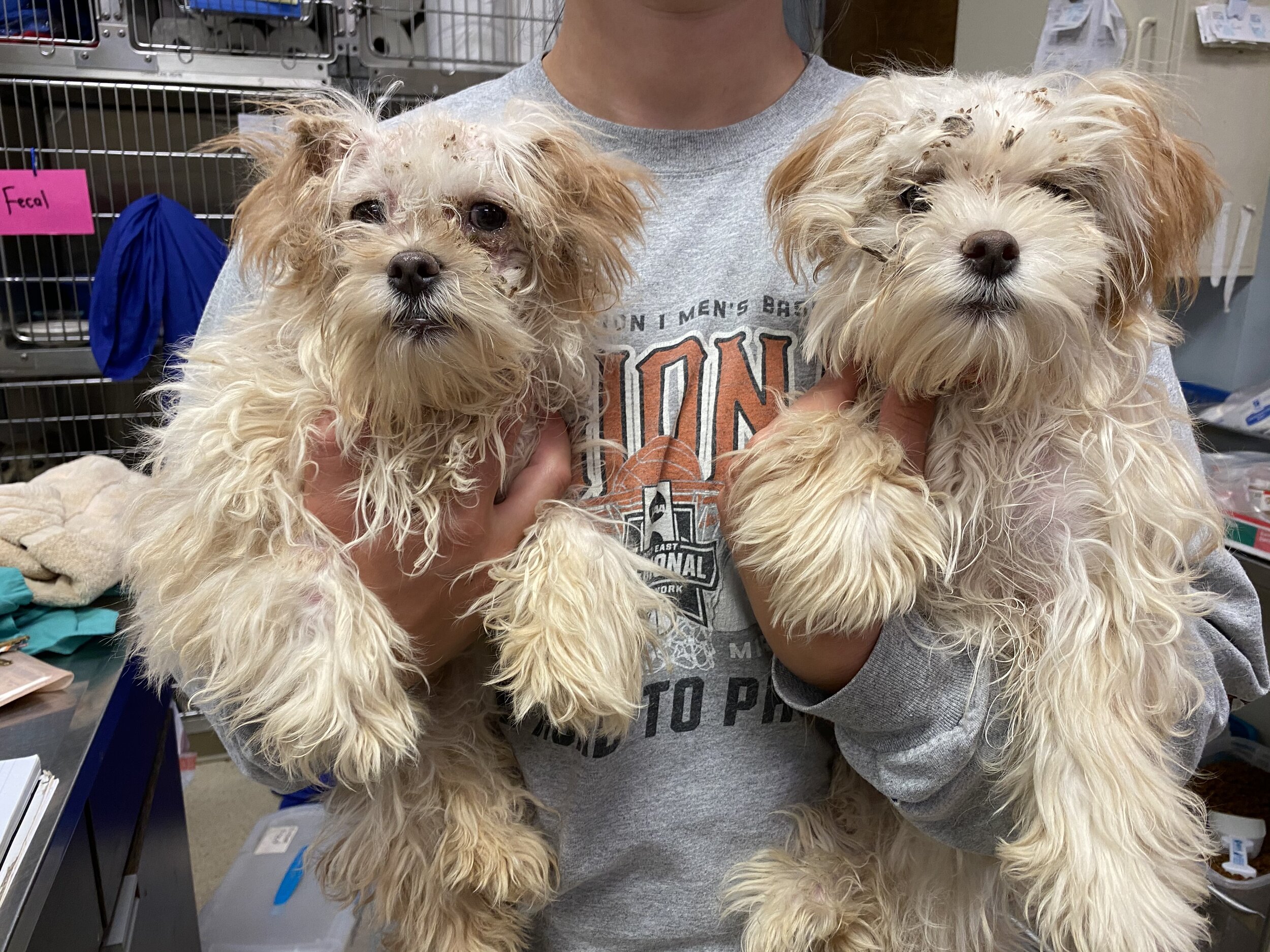 LOCAL RESCUE STORY- Hoarding situation turns to Eunoia Rescue for help.