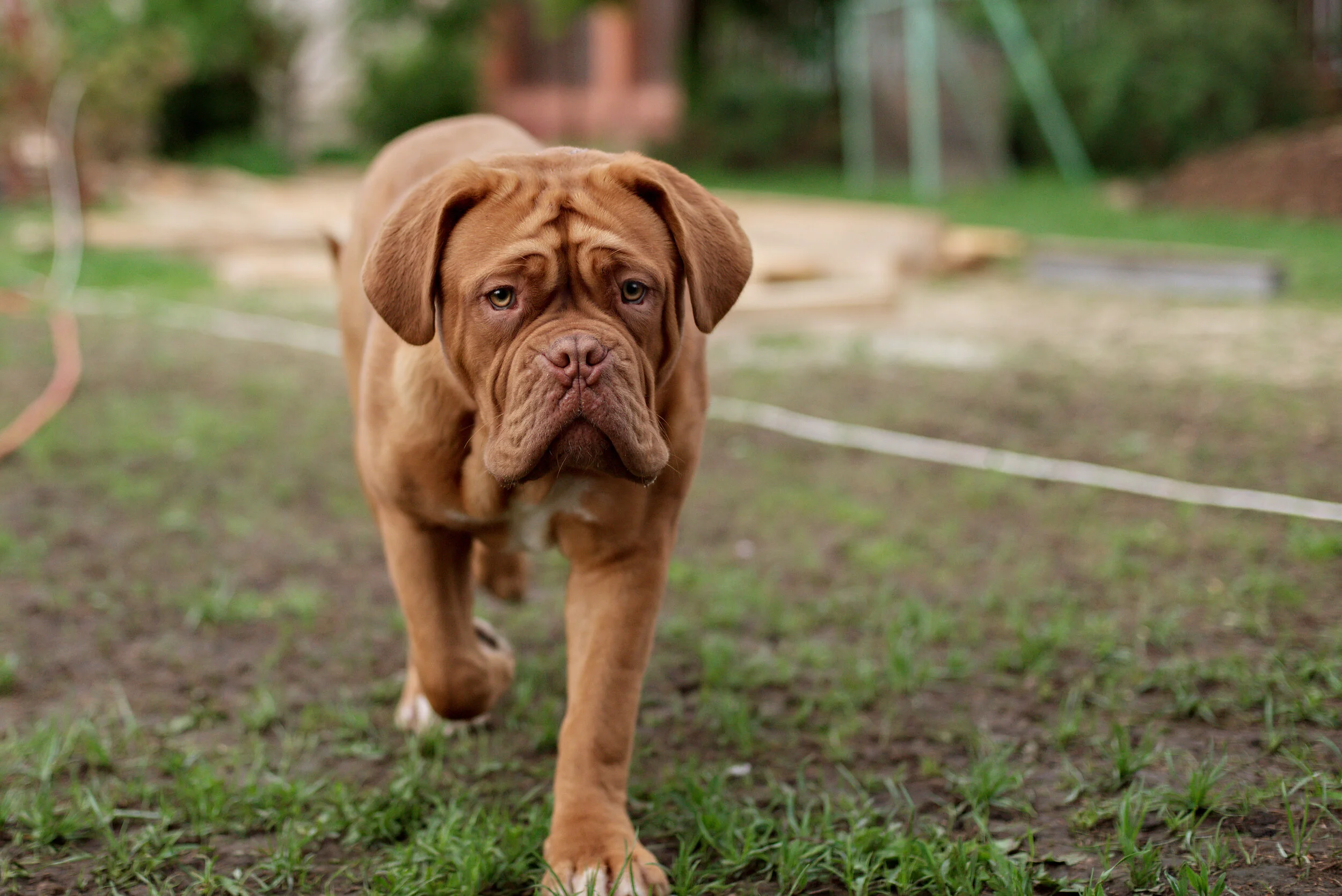 French Mastiff French Mastiff