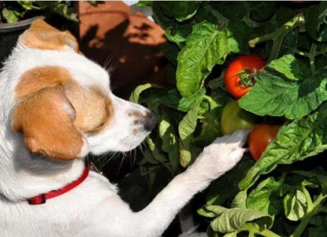 ドッグフード TOMATO Can Dogs Eat Tomato Soup - All You Need To Know — Lowcountry Dog