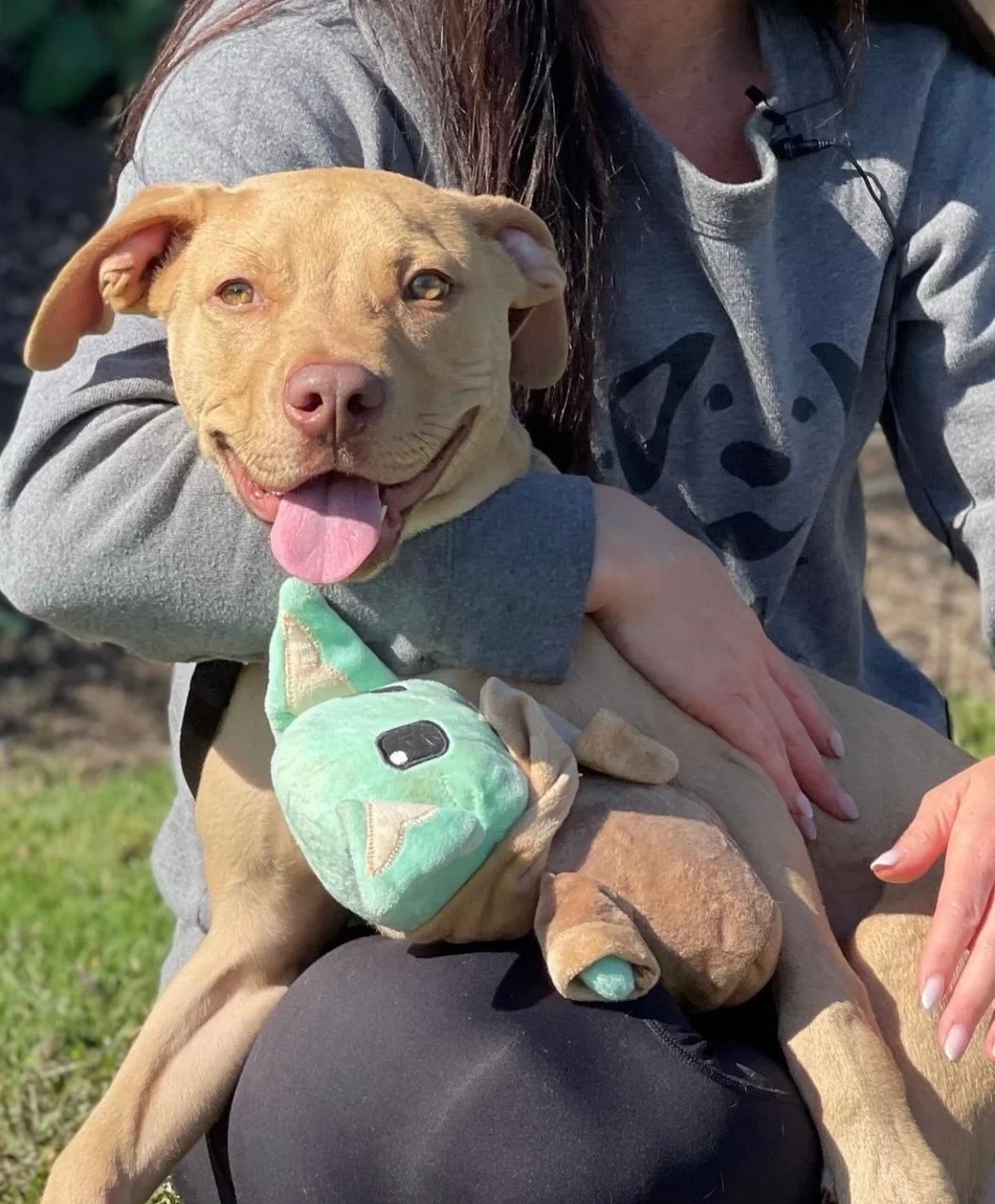 Dorchester Paws flies Lenny, a paralyzed dog to his forever home