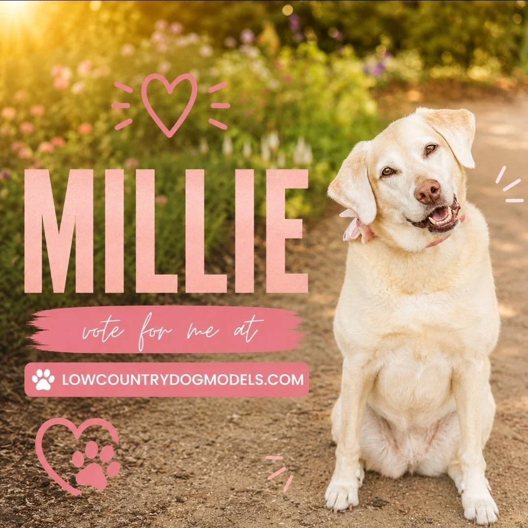 Millie.jpg