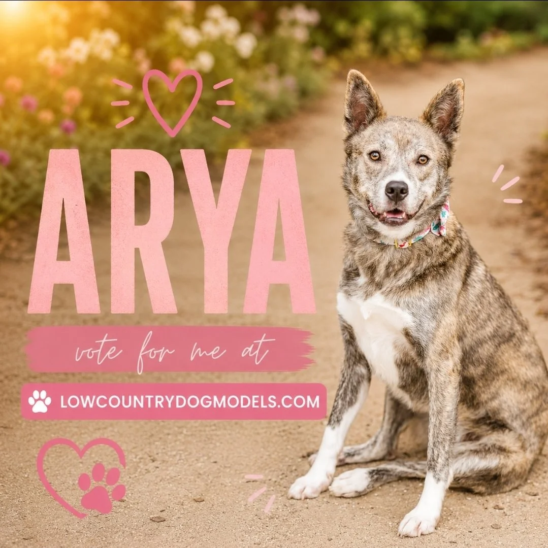Arya.jpg