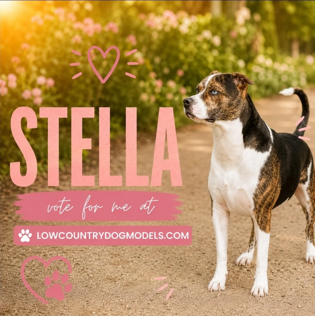Stella.jpg