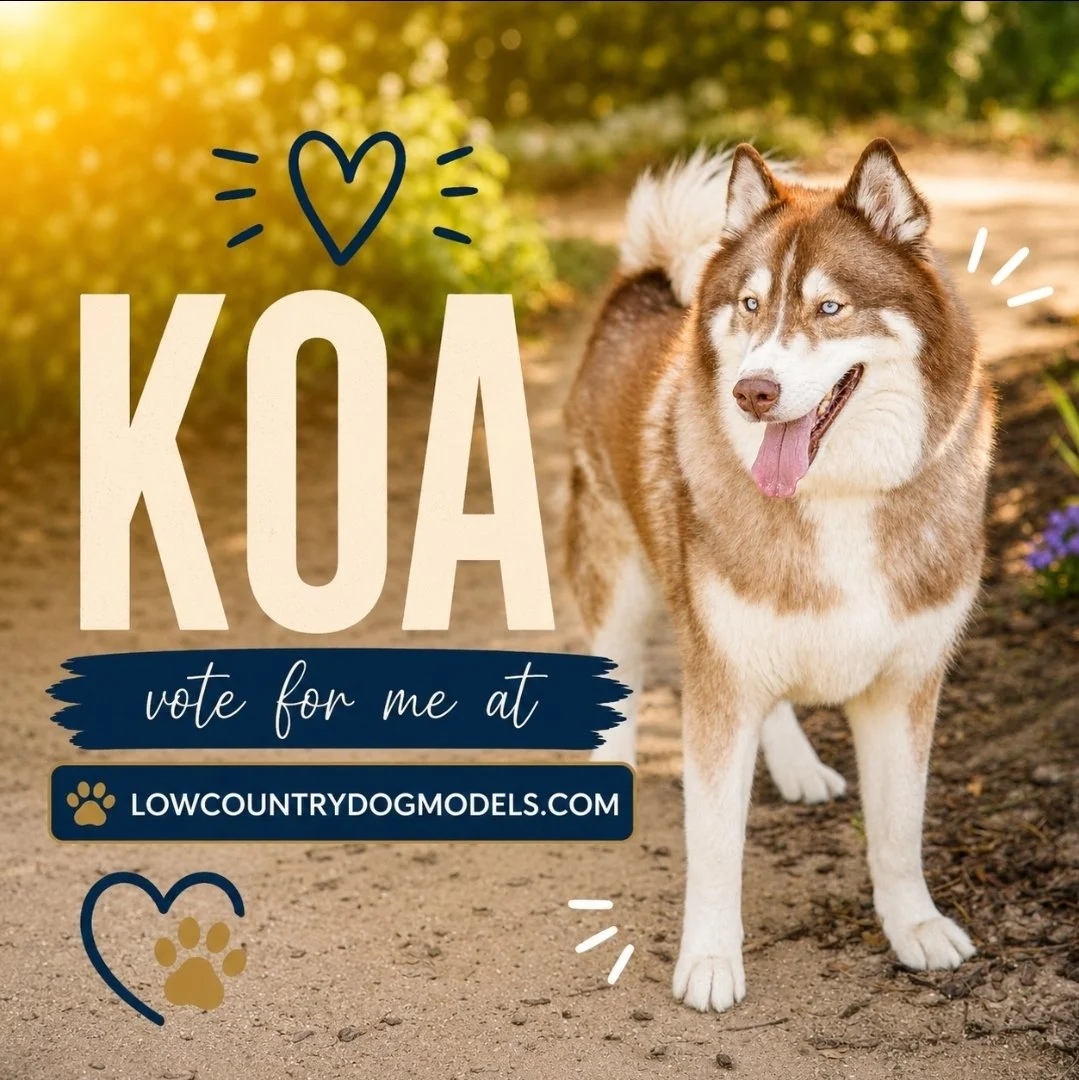 Koa.jpg