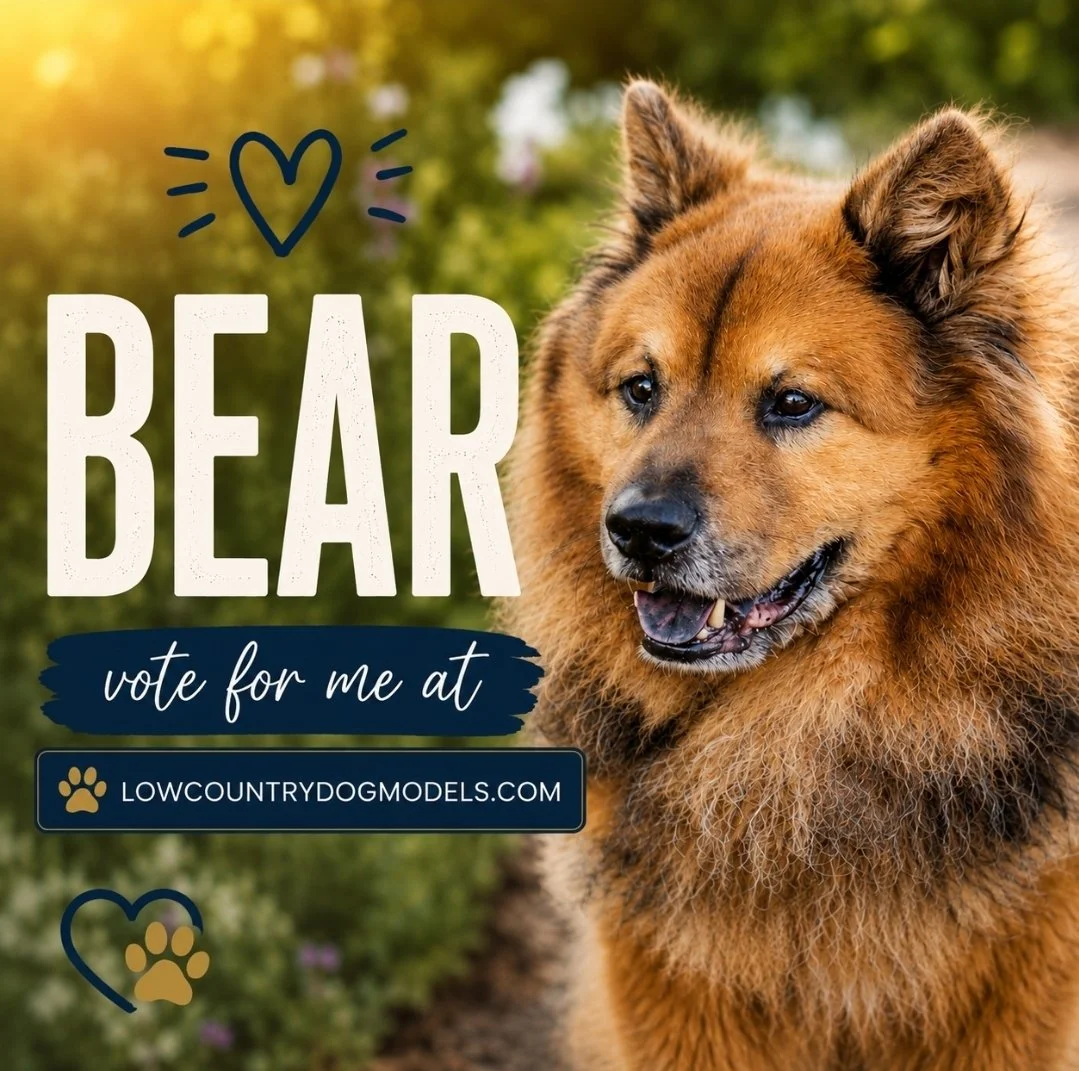 Bear.jpg