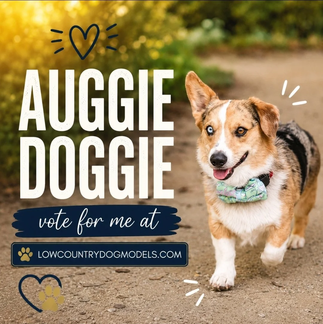 Auggie Doggie.jpg