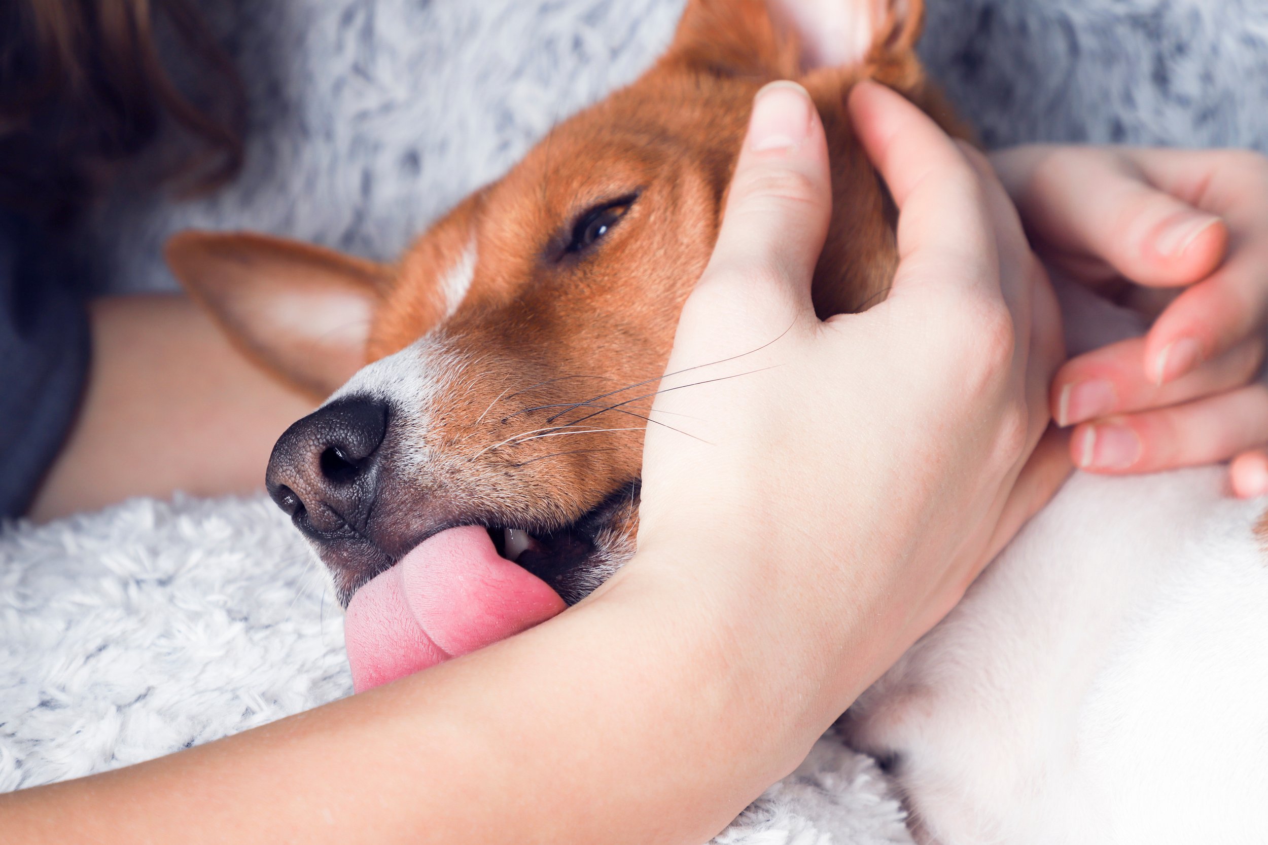 Why Do Dogs Lick You? — Lowcountry Dog