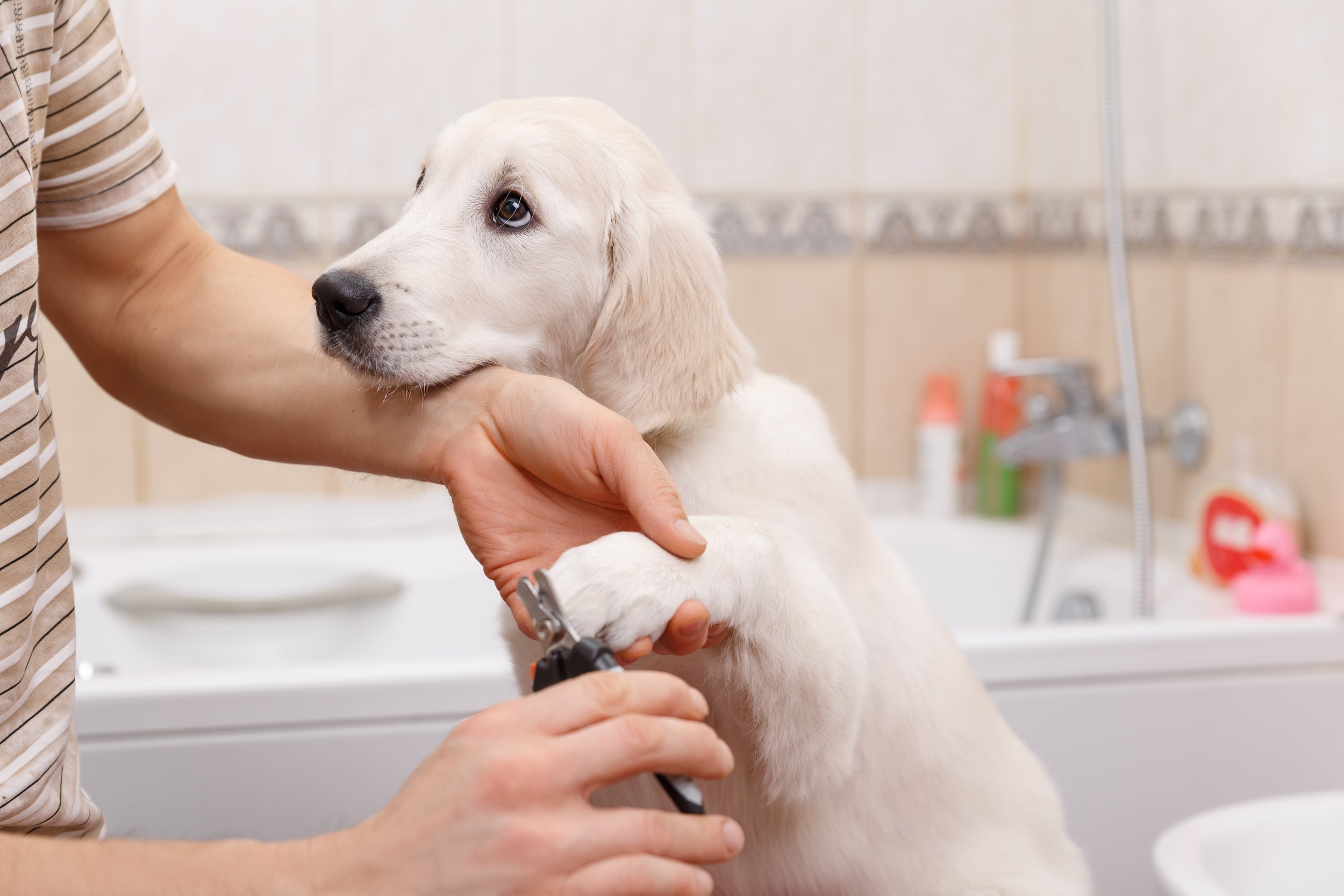 Dog Nail Problems You Should Know About — Lowcountry Dog