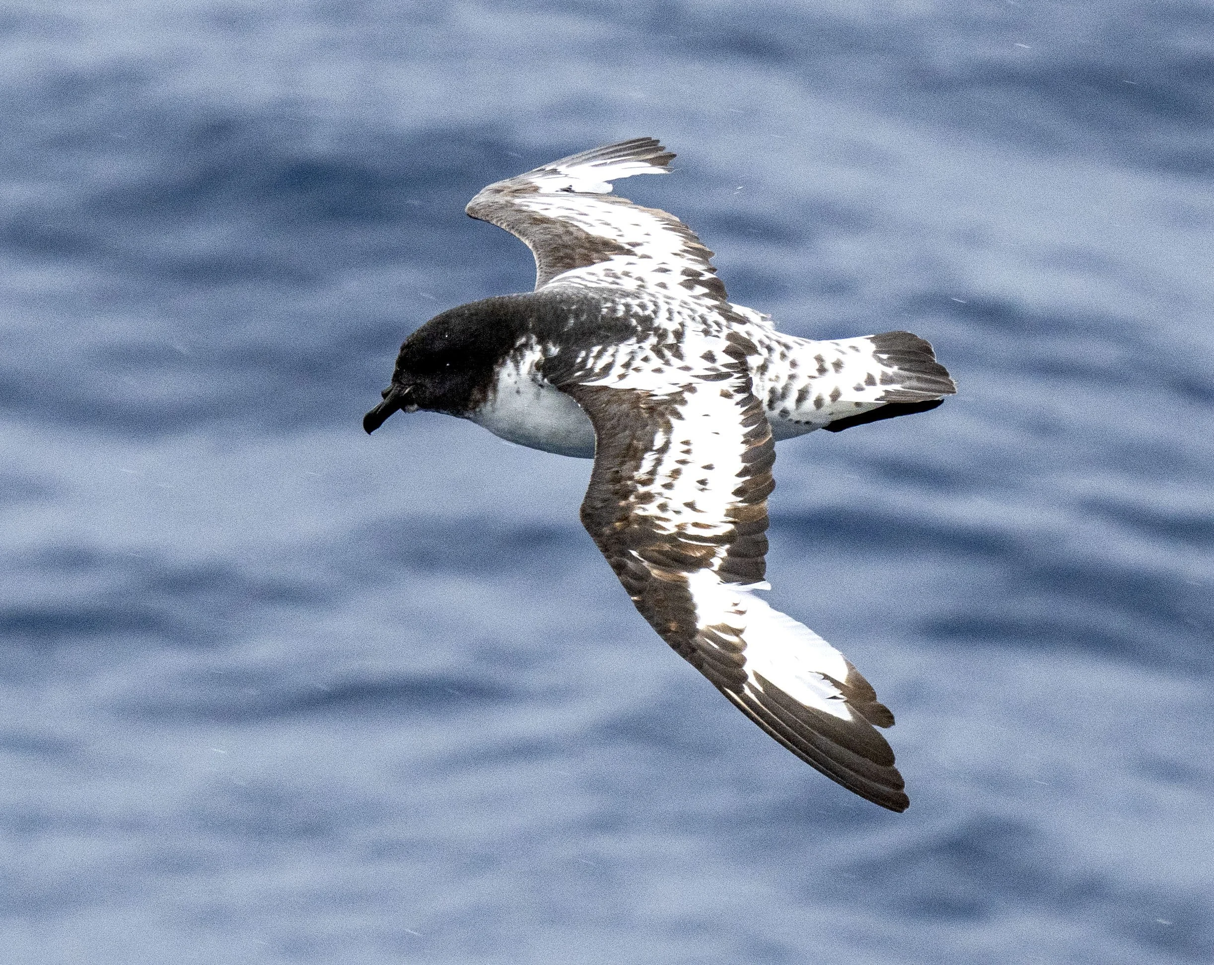 20260111 JP Day 3  0115.jpg