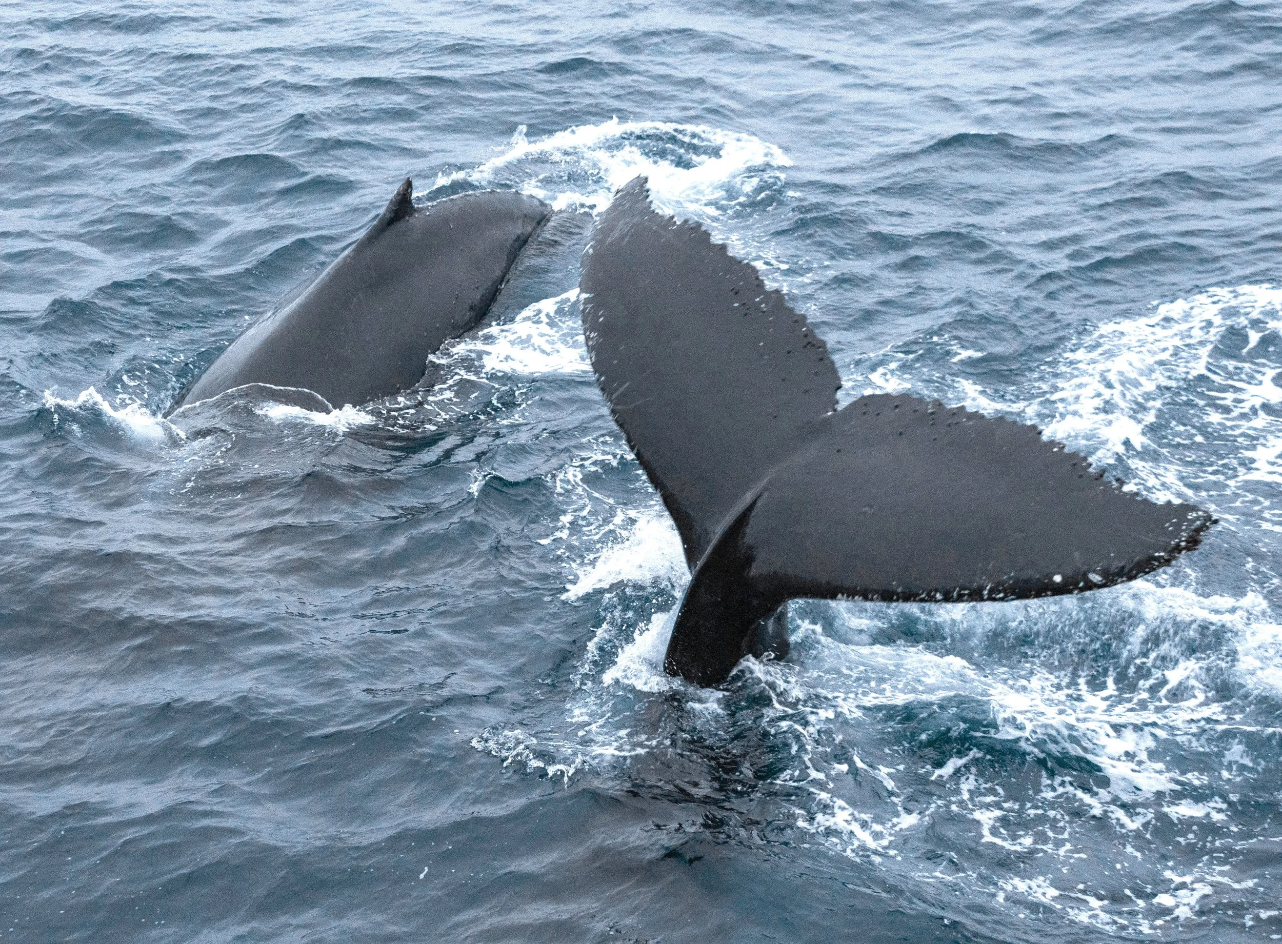 20260111 JP Day 3  0701.jpg