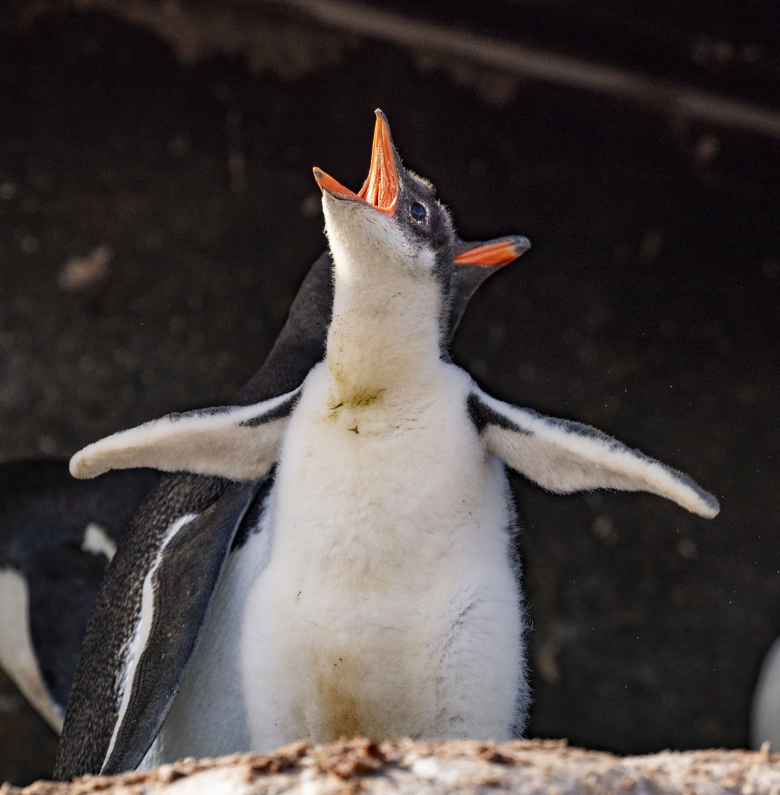 20260113 JP Day 5   0366.jpg