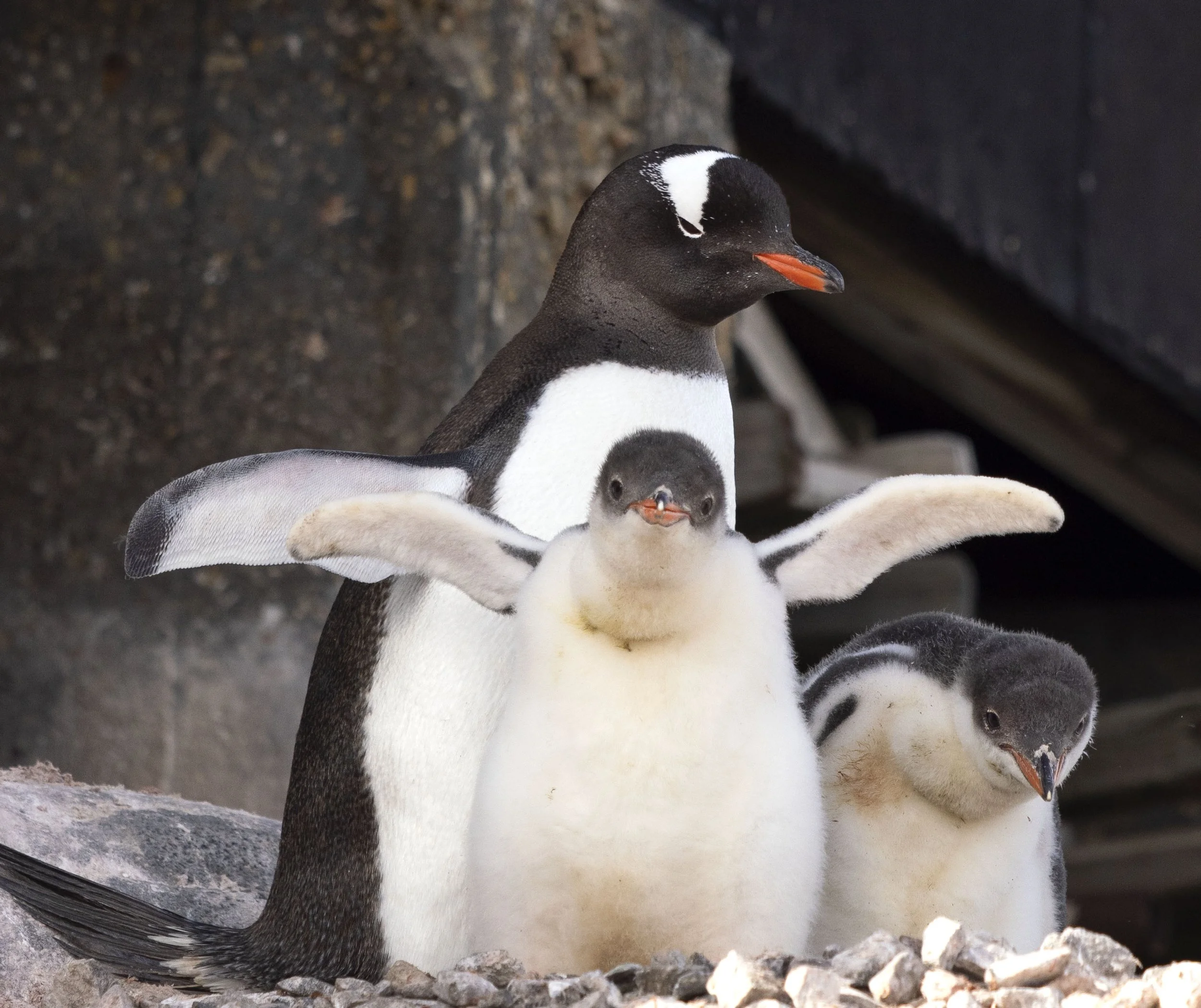 20260113 JP Day 5   0390.jpg