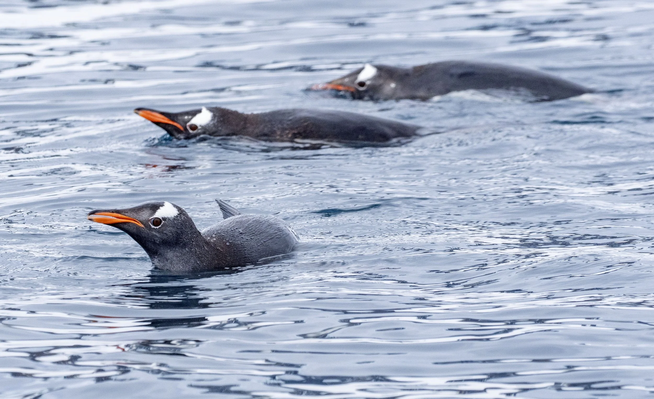 20260113 JP Day 5   0824.jpg