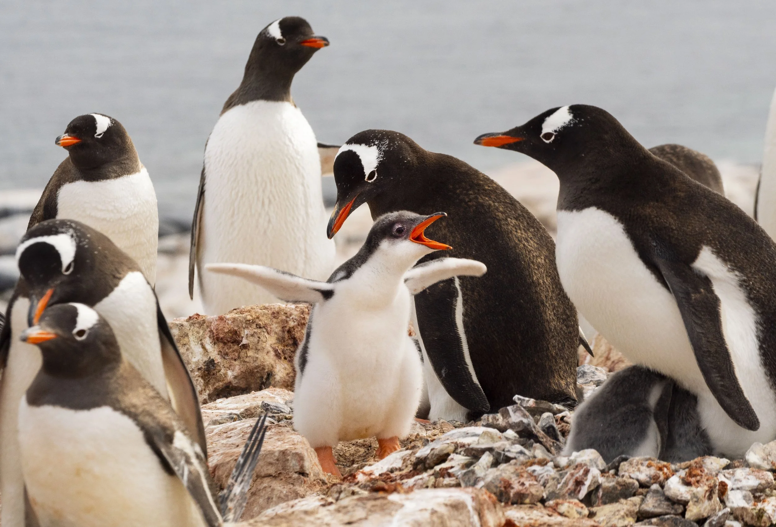 20260114 JP Day 6   0333.jpg