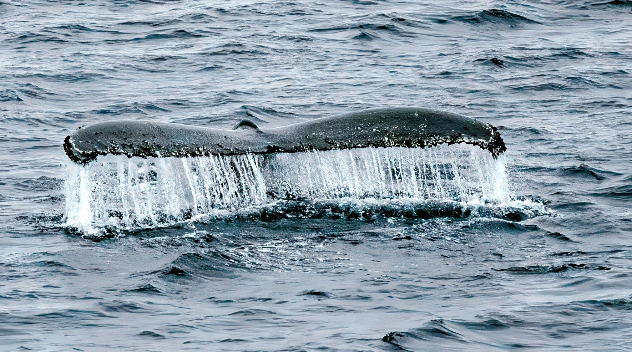 20260114 JP Day 6   1875T.jpg