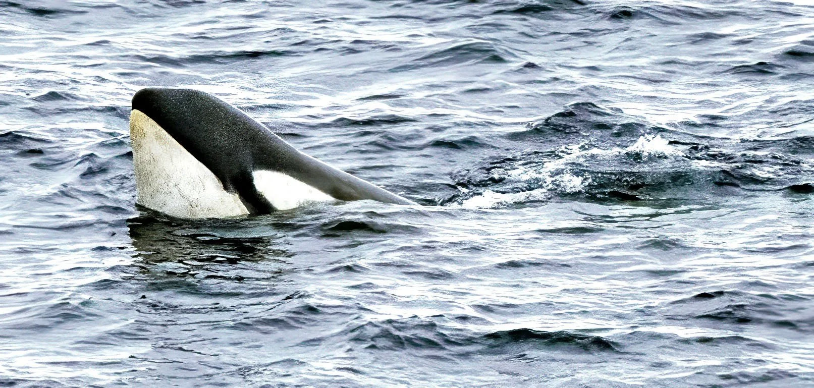 20260114 JP Day 6   1896T.jpg