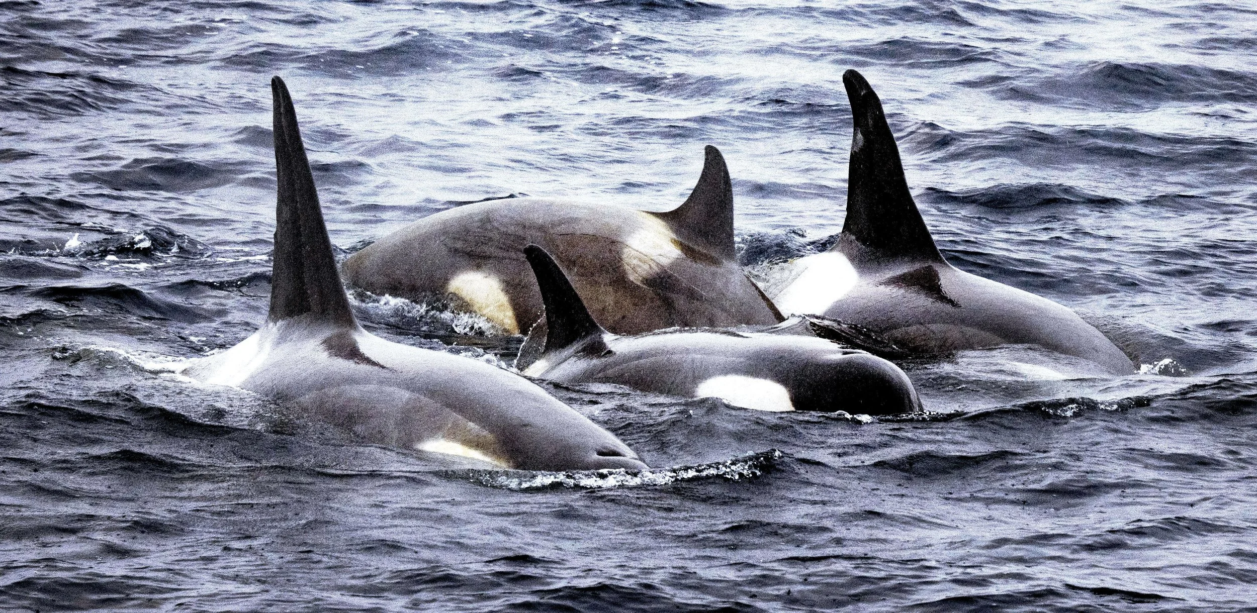 20260114 JP Day 6   1630.jpg