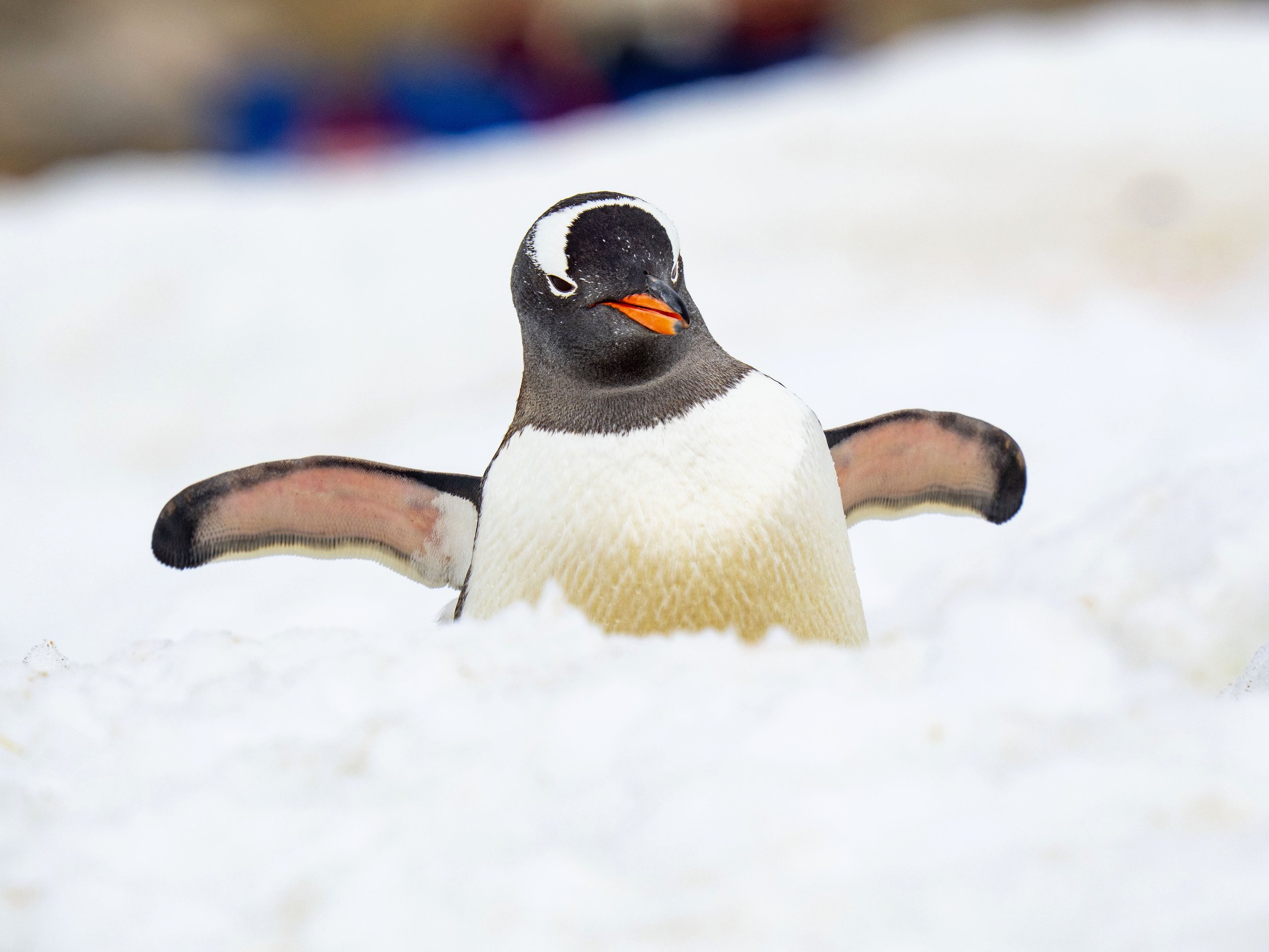 20260115 JP Day 7   0271.jpg